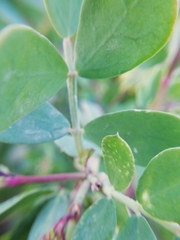 Coronilla valentina glauca