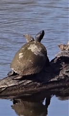 Pseudemys rubriventris