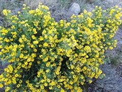 Coronilla valentina glauca