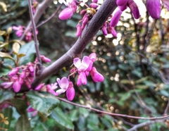 Cercis siliquastrum