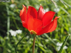 Tulipa agenensis