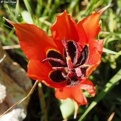 Tulipa agenensis
