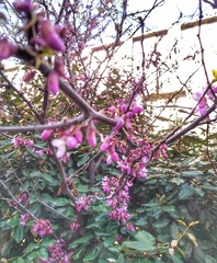 Cercis siliquastrum