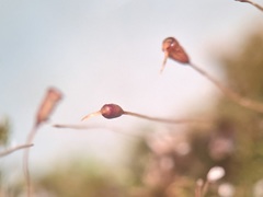 Gymnostomum aeruginosum