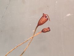 Gymnostomum aeruginosum