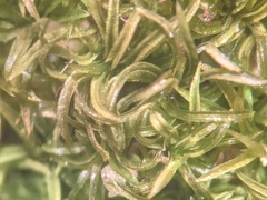 Gymnostomum aeruginosum