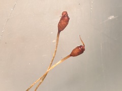 Gymnostomum aeruginosum