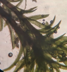 Gymnostomum aeruginosum