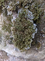 Gymnostomum aeruginosum