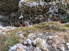 Gymnostomum aeruginosum