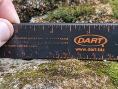 Gymnostomum aeruginosum