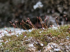 Gymnostomum aeruginosum