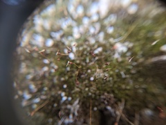 Gymnostomum aeruginosum