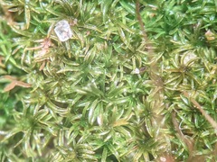 Gymnostomum aeruginosum