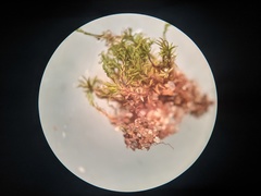 Gymnostomum aeruginosum