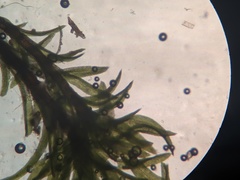 Gymnostomum aeruginosum