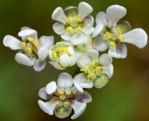 lesser shepherdscress (Teesdalia coronopifolia)