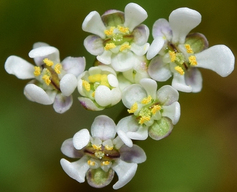 Teesdalia coronopifolia