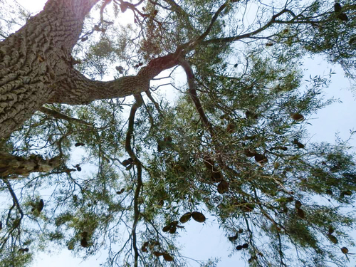 Aspidosperma quebracho-blanco, photograph 2