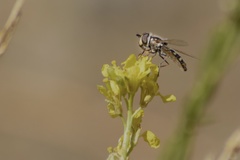 Austroscaeva melanostoma
