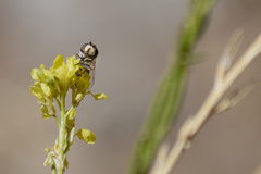 Austroscaeva melanostoma