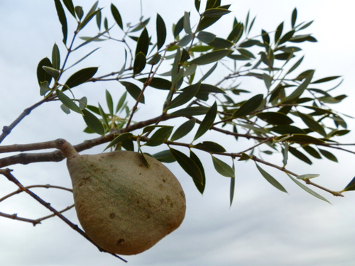 Aspidosperma quebracho-blanco, photograph 1