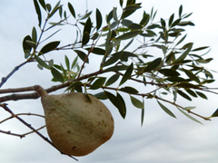 Aspidosperma quebracho-blanco