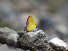 Heliophorus epicles