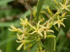 Aspidosperma quebracho-blanco
