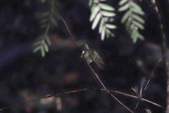 Trochilidae