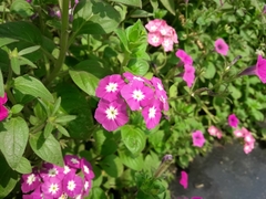 Angiospermae