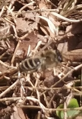 Colletes inaequalis