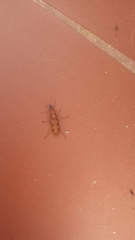 Leptopalpus rostratus