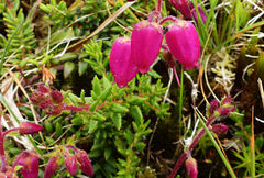 Daboecia azorica
