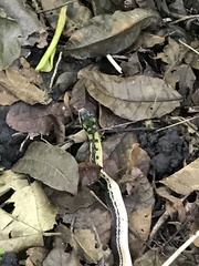 Erythrolamprus melanotus