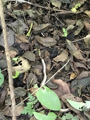 Erythrolamprus melanotus