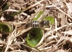 Colletes inaequalis