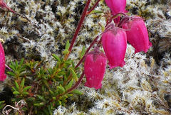 Daboecia azorica