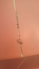 Leptopalpus rostratus