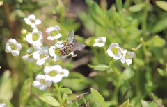 Chetogena parvipalpis