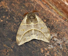 Austrolippa cruenta