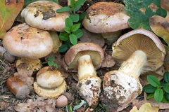 Cortinarius xanthophyllus