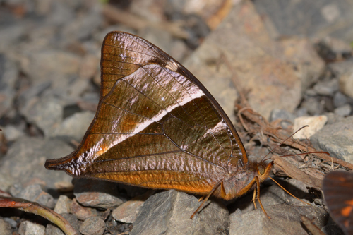 Corades argentata