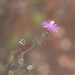 Drosanthemum lique - Photo (c) botanicexpedition2019nl-saf, algunos derechos reservados (CC BY-NC-ND), subido por botanicexpedition2019nl-saf