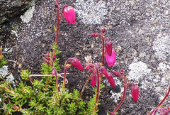 Daboecia azorica