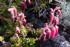 Daboecia azorica
