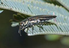 Agrilus assimilis