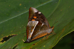 Corades argentata