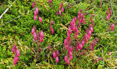 Daboecia azorica