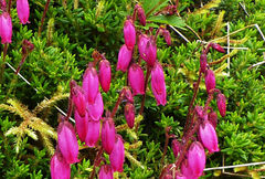 Daboecia azorica
